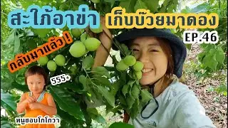 สะใภ้อาข่า (EP.46) กลับมาแล้วค้า พาไปเก็บบ๊วยมาดอง