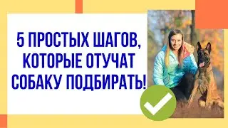 5 простых шагов, которые отучат собаку подбирать на улице! Отучаем стаффорда пылесосить на прогулке