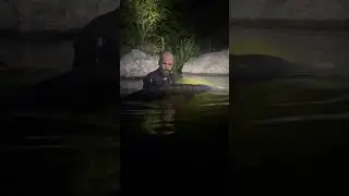 Swimming WITH A 7ft STURGEON