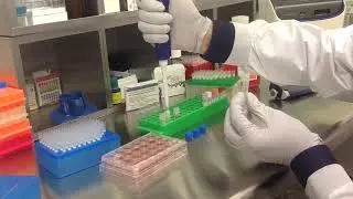 Altogen Biosystems In Vitro Astrocyte Transfection Tutorial