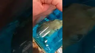 It's a spiny dogfish in a jar, a strange Florida tourist thing🤔