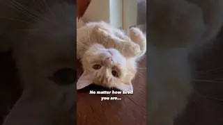 😴😴 #catty #cutecat #catlover #kitty #cutepet #cute #funny #kittty #love #cat #kitten #cats