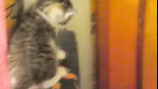 Копия видео "Котятки"