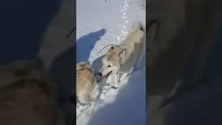 Покатушки на Игорычах 28.02.24 (3).