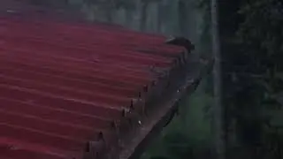 Sleep Immediately with Heavy Rain on Roof & Thunder | Heavy Rain for Sleep, Study, Meditation