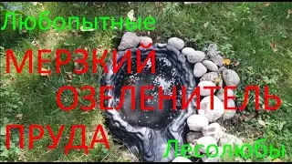 Из за кого зеленеет чистый прудик