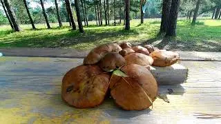 Река ОРЕДЕЖ. Шесть дней до осени.