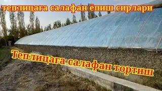 Лимон экилган теплицага салафан ёпиш. Теплицага салафан кандай тортилади