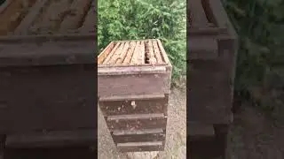 ПЧЁЛЫ