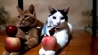 ЗАБАВНЫЕ КОТЯТА!
