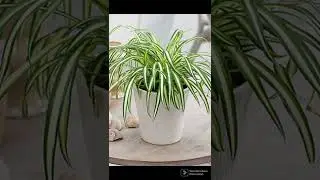 10 Indoor low maintenance plants 