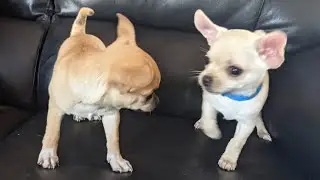 Pablo & Luna - Chihuahua Puppies siblings playing