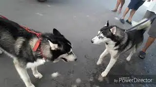 Husky meets another husky