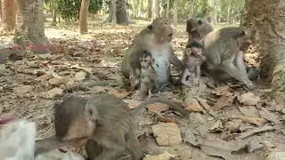 Adult monkey try to get baby monkey as they stay and play with mother