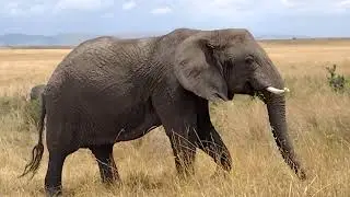 Elephant 🐘 peacefully grazing in Maasai Mara Kenya 🇰🇪✨. #elephant #love  #maasaimara