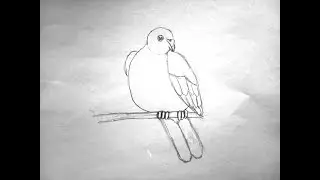 Марусяс. Рисуем с малышами птицу ( голубя ). Draw with baby bird, Pigeon. Marusyas