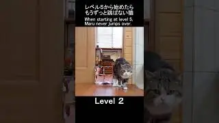 レベル５から始めたらもうずっと跳ばないねこ。 #Shorts