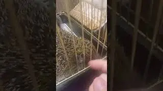 Всем ёжикам те кто не спит! ^-^🦔
