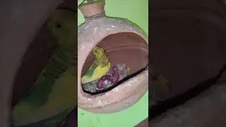 Budgies Colony Progress