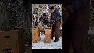 Turkey Release Time Warp  #wildlife #wildanimals #wildlifeconservation