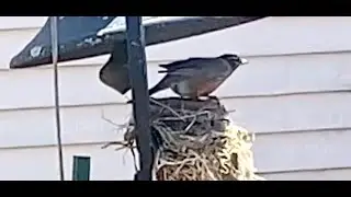 Robin's Nest Under a Bell: Wendell, MA