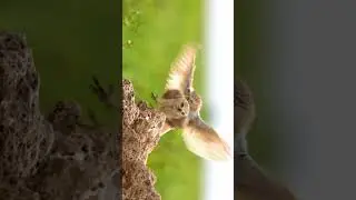 #littleowl