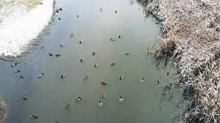 Cute Mallards// Lindos patos silvestres// Schöne Stockenten// Śliczne dzikie kaczki// Милые Кряквы