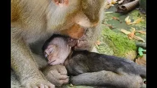 Poor Baby Lori No Power To Follow Thin Mom| Amari Abandon Lori Get Nurse By Pigtail.