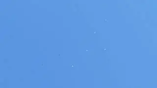 Полёты голубей 17.07.23. Часть 2
