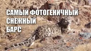 Rare snow leopard captured by trail camera in Altai mountains (Russia)