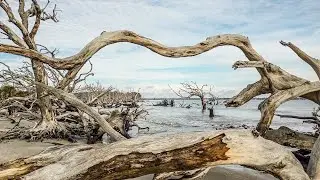 See apocalyptic and beautiful Driftwood Beach in Jekyll Island, GA full of deadwood and the beach!