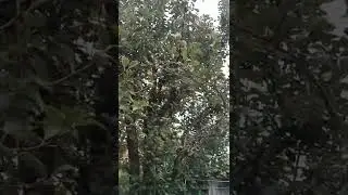 Rust on a pear tree: how to treat it to get rid of it forever. 