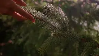 The Scent You've Been Seeking 🌲