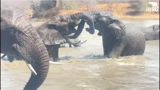 There’s Lots of Elephant Activity at the Waterhole Today!