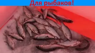 Пробуйте ловить плотву на червя!
