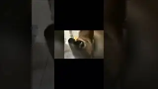 Смешные животные 🤣