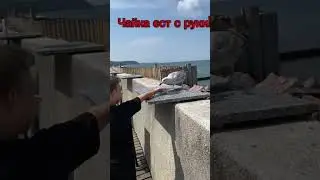 Наглая чайка ест с руки #animals #funny #puppy #тиша