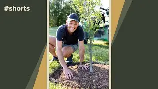 How to mulch a tree 