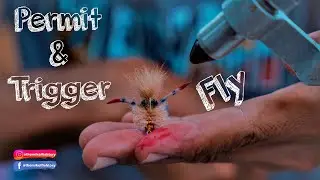 [ANY PERMIT WILL EAT THIS FLY] [vlog] [AT MY PLACE]