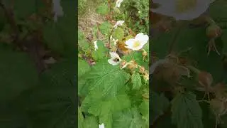busy bee hoonah alaska
