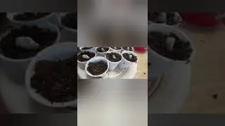 чего из этой затеи получилось. какао плод и пломбирный фрукт проращиваем