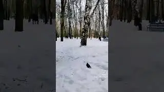 Две белки бегают друг за другом.