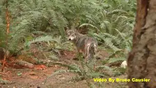 Tracking Down A Coyote In A City Park