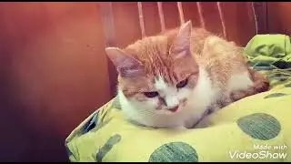 кото клип осень