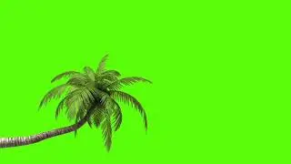coconut tree fall effect green screen chroma key [1080p]hd