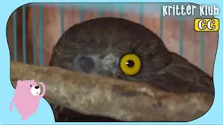 Sad Reason Why Birds Of Prey Come To Dangerous City (Part 2) l Kritter Klub