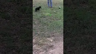 Blue Collar Blk/Tan GSD male - Volhard Clip 2