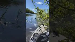 Это ЖОПА КИТА  #рыбалка #лес #рыба #природа #приколы  #carpfishing #chorts