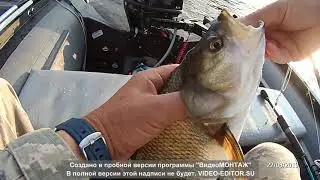Жор жереха в августе 2019 год.