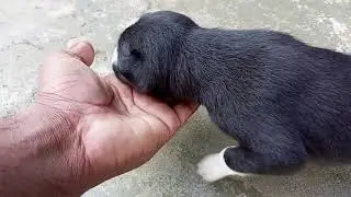 labrador puppy sound & walking